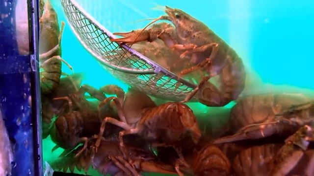Симферополь CrawFish Рекламный ролик