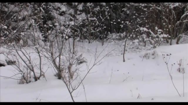 Охота на лисицу в зимний период смотреть онлайн