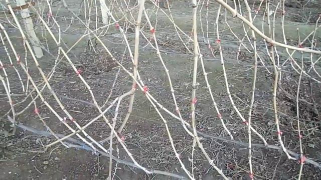 Когда лучше обрезать не укрывной виноград.! смотреть онлайн