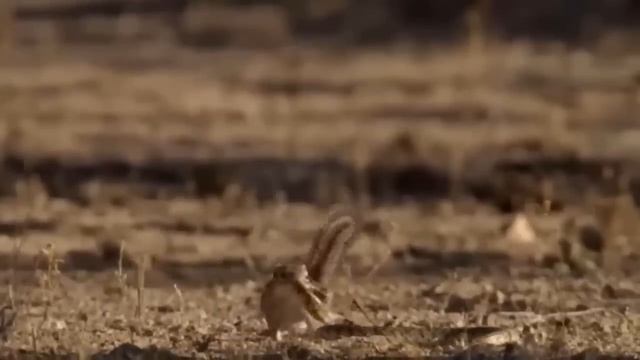 Hyena Paid With Its Life When It Try To Steal The Python's Prey смотреть онлайн