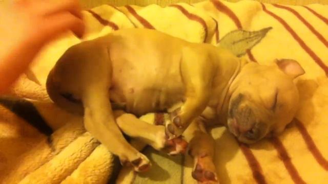 БЕШЕНЫЙ СТАФФОРД МАРУСИ КЛЮЕВОЙ смотреть онлайн