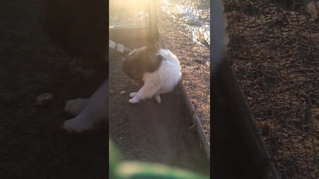 Енот против пса#енот Егоша дружит с собакой #гостиница для животных Теремок#передержка в Перми# смотреть онлайн