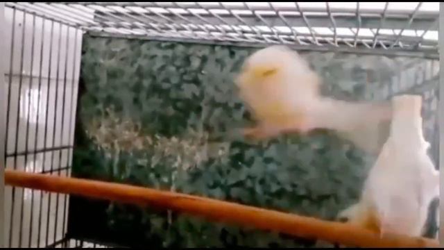 CANÁRIO AMARELO MOSAICO MACHO E FÊMEA - ACASALAMENTO смотреть онлайн