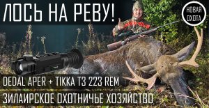 ОХОТА НА ЛОСЯ НА РЕВУ - КАДРЫ РЕАЛЬНОЙ ОХОТЫ