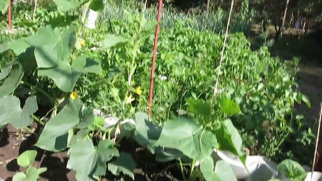 Пасынкование Огурцов / Формирование Огурцов для Увеличение УРОЖАЯ !!! смотреть онлайн