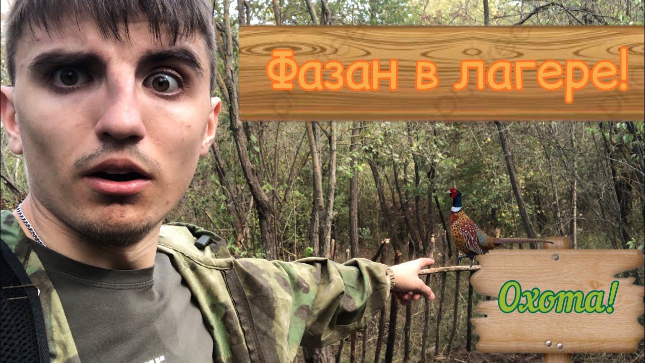 Охота. Построил лагерь. ФАЗАН ПРИШЕЛ В ЛАГЕРЬ #охота #охота2023