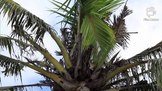 Rhinoceros beetle control in coconut 🥥 trees_Agri-extension🌱🍃✨ смотреть онлайн