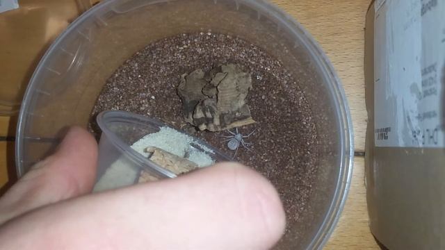 Sicarius terrosus (Six-eyed sand spider) Sechsaugen/Krabbenspinne unboxing with Information смотреть онлайн