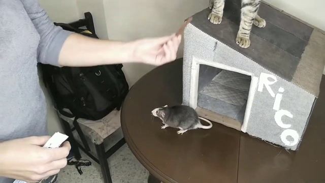 Как подружить кота и крысу смотреть онлайн