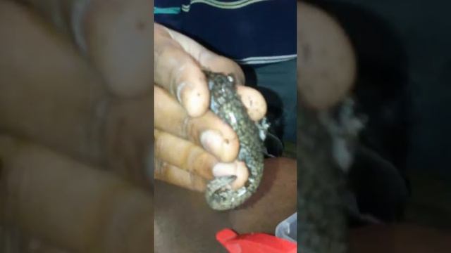 Magnolia Texas salamander смотреть онлайн
