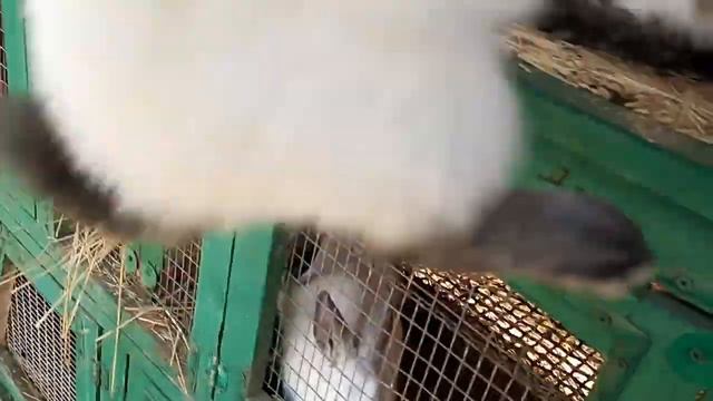 Вес крольчат в 2 месяца Сравнение породных и помеси 🐰🐇 смотреть онлайн