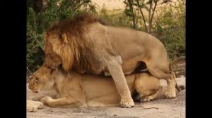 Как размножаются Львы?