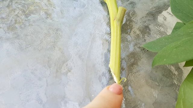 Подготовка черенков пионов для укоренения смотреть онлайн