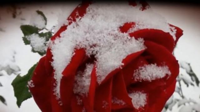 Rob Wanders - When the snow is on the roses (E. Bader, L. Kusik, E. Snyder, J. Last) смотреть онлайн