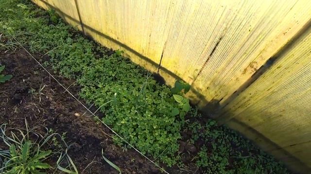 УБРАЛИ ОДНОГО ДРАЧУНА ? НУЖНЫЕ ВЕЩИ ОТ ЛЮБИМОГО ВАСИЛЬКА?? МАЛИНА В ОКТЯБРЕ? ЛЮФА? смотреть онлайн