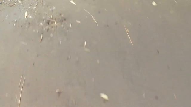 Военно-полевой выход патриотических клубов Омска и Омской области. 28.09.19 смотреть онлайн