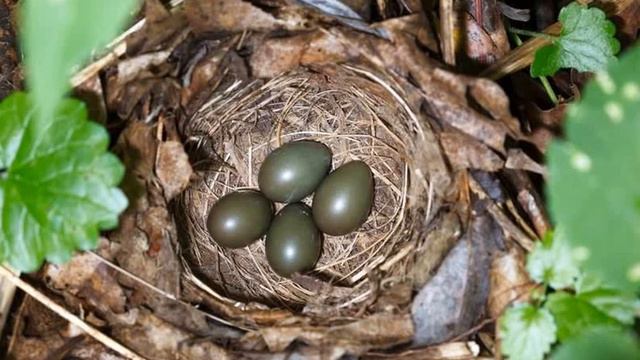 Соловейкове гніздо Сухомлинський Сказки на ночь Казки на ніч смотреть онлайн