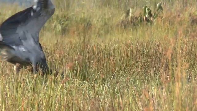 What is a Shoebill bird? смотреть онлайн