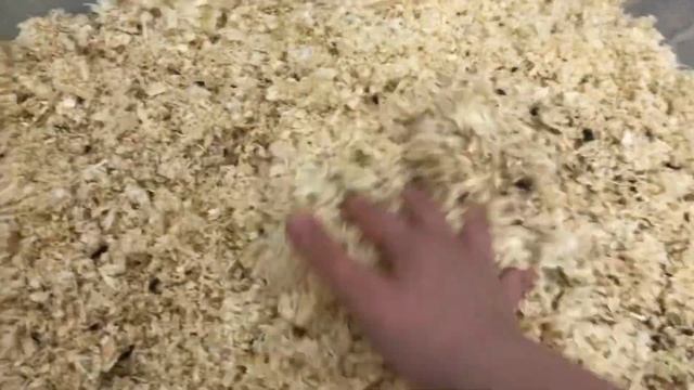 / уборка у сирийского хомяка !?/ какие ОПИЛКИ я использую? смотреть онлайн
