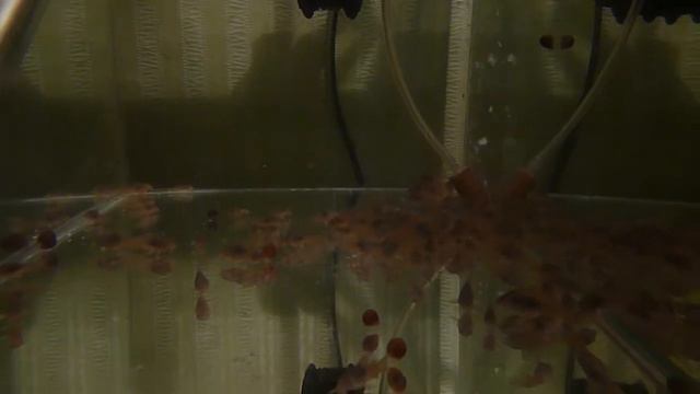 Подмена 100% воды на новую у мальков коридороса смотреть онлайн