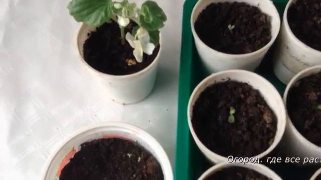 Возможные болезни с рассады.mp4 смотреть онлайн