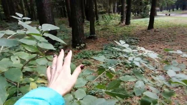 Видео-медитация Антистресс. Прогулка по парку. Звуки осени. #арттерапия, #антистресс, #звукиприроды смотреть онлайн