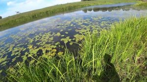 рыбалка с рогаткой карп 9 кг, реальный монстр на рогатку