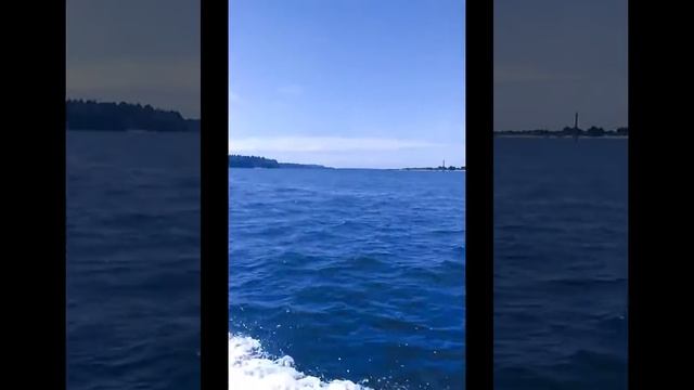 Orca (Orcinus Orca) In Coos Bay, Oregon