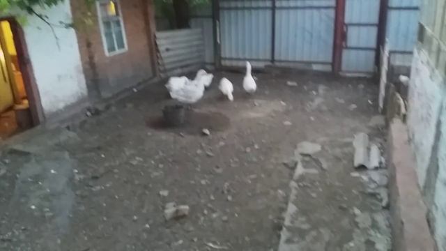 7 НАСЕДОК? НЕ НЕ СЛЫШАЛ )) ГУСИ // ГОСТИ ИЗ ГЕРМАНИИ // смотреть онлайн