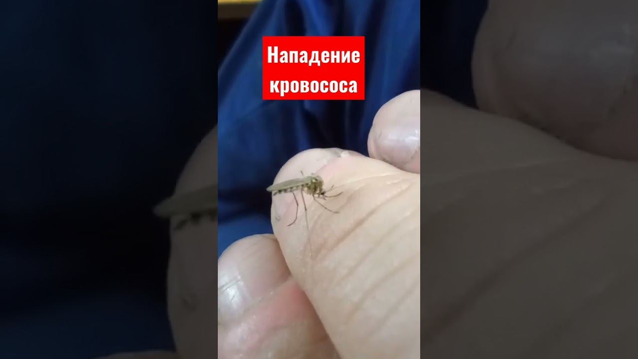 Нападение кровососа смотреть онлайн