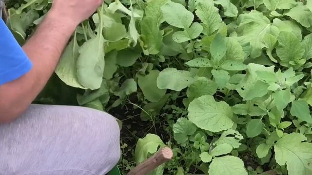 Ранний урожай редиса. Отличный выбор редис САХАРНЫЙ ГИГАНТ