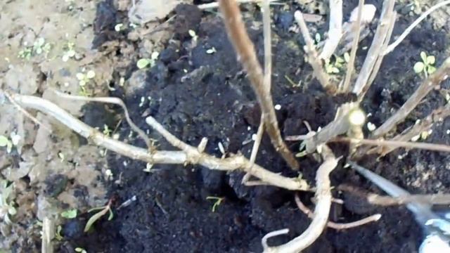 ОБРЕЗКА МЕТЕЛЬЧАТОЙ ГОРТЕНЗИИ ВЕСНОЙ