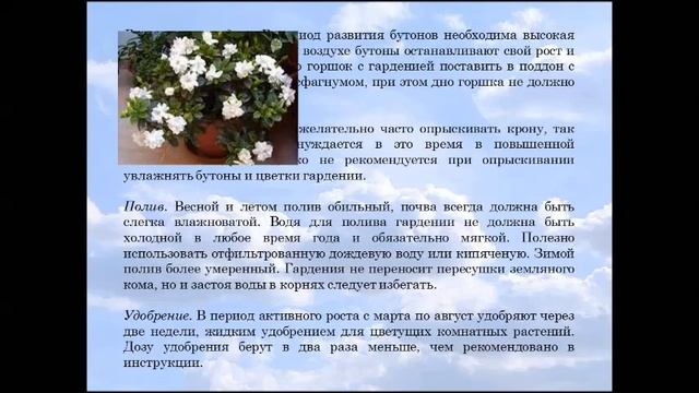Гардения смотреть онлайн