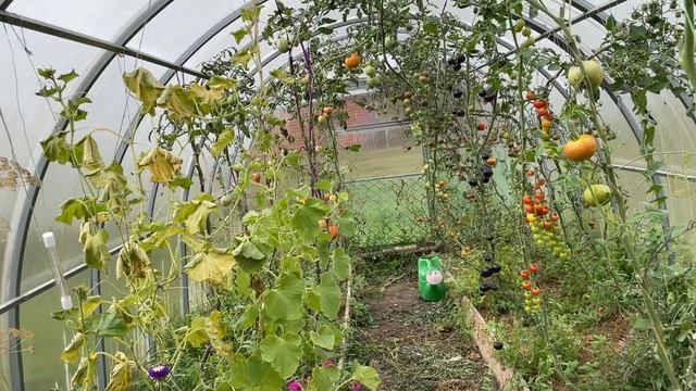 Влог 10.09.22 компостная куча, обработка многолетников, вялю томаты. День осенних забот в саду смотреть онлайн