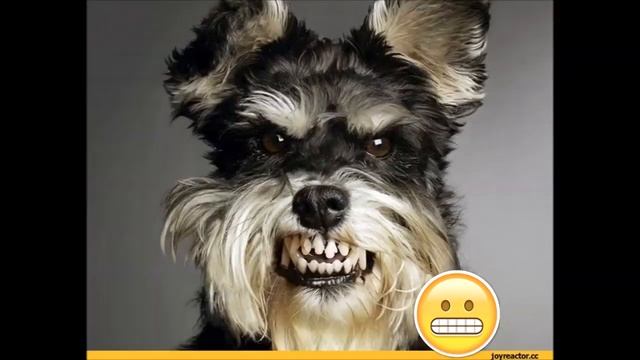 Смайлики :) эмоции животных ;) смотреть онлайн