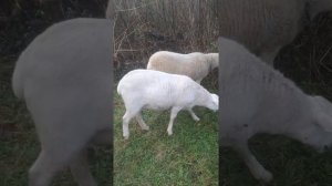 половая зрелость у катумских овец