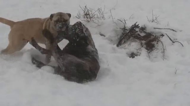 Tosa Inu play withs CaDeBou (Royal Moloss Kennel) смотреть онлайн