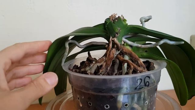 CROWN ROT PHAL - DON'T THROW IT AWAY ! ( for Rick L ) смотреть онлайн