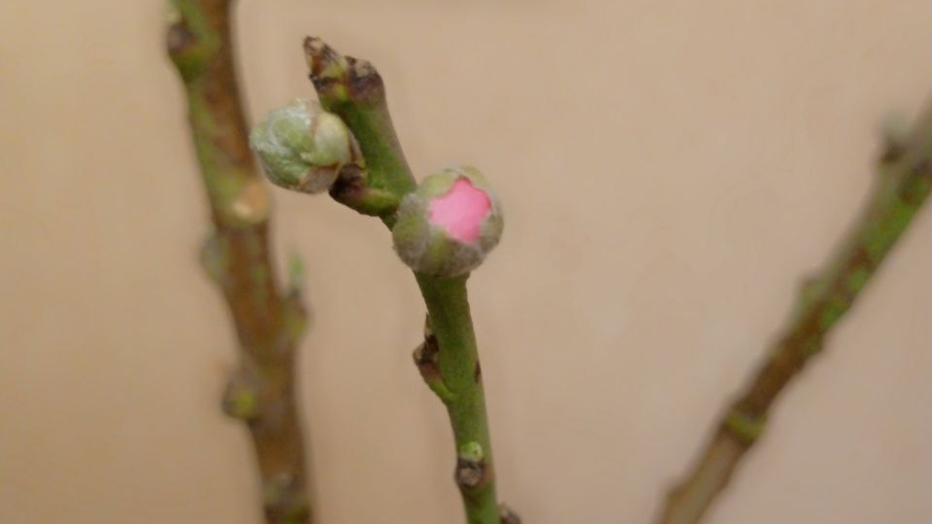 Мини персики Bonanza в квартире. 10 Марта. Вывожу со спячки | Small Gardens