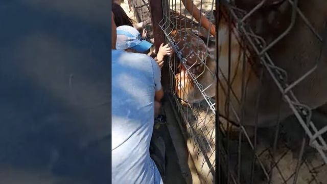 Парк «Лога́» смотреть онлайн