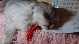 Письмо деду морозу от КОТА КЕВИНА! Какой подарок хочет кот?