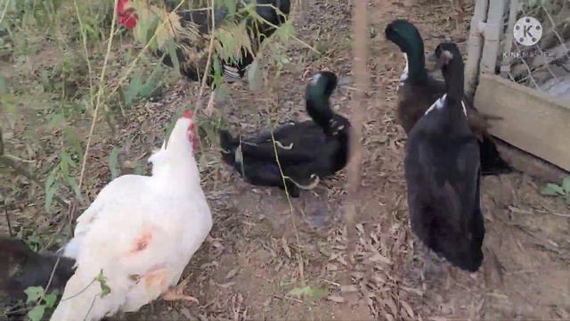 Duck Mating Hen Infront Of Duck &Rooster