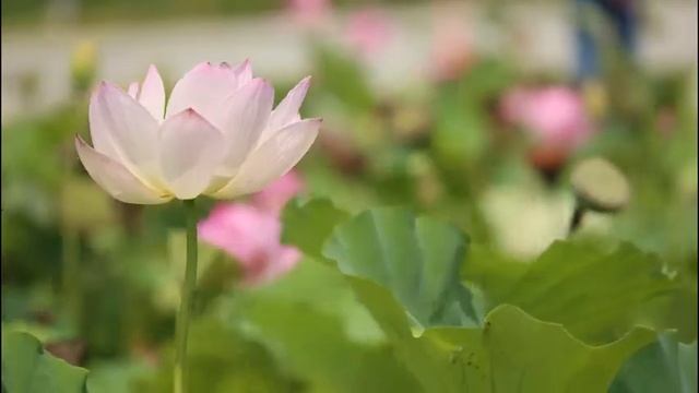 meditation relax mind body sleep 2 hours relaxation music for sleep study meditation and good dream смотреть онлайн