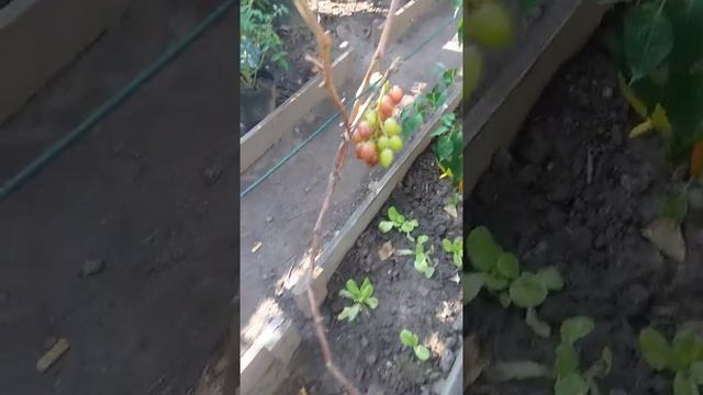 Winorośl Odmiana Hariton Сорт винограду Hariton Сорта винограда Харитон