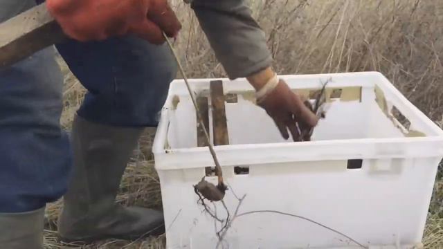 Андрей Бобровицкий и Ко садят деревья в Безводном (ОО Бхуми, защита коров) смотреть онлайн
