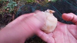 Как Поймать Много Раков осенью? ТОП-3 Приманки для Ловли Раков На Раколовки! Раскрываю секреты 2020