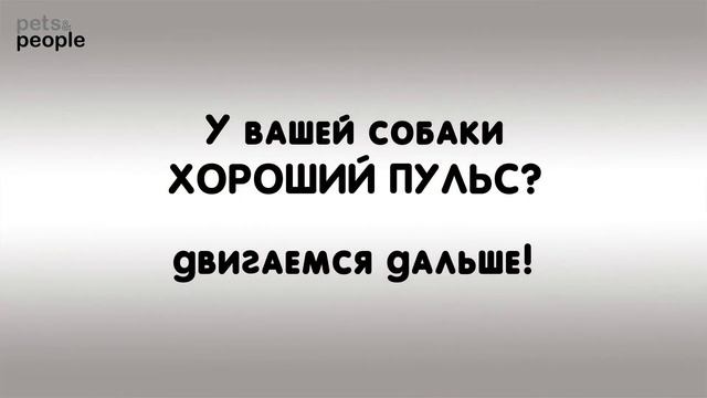 В какой физической форме Ваша собака? смотреть онлайн