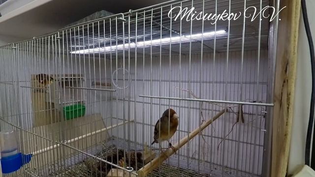 Пение гибрида щегла и канарейки смотреть онлайн
