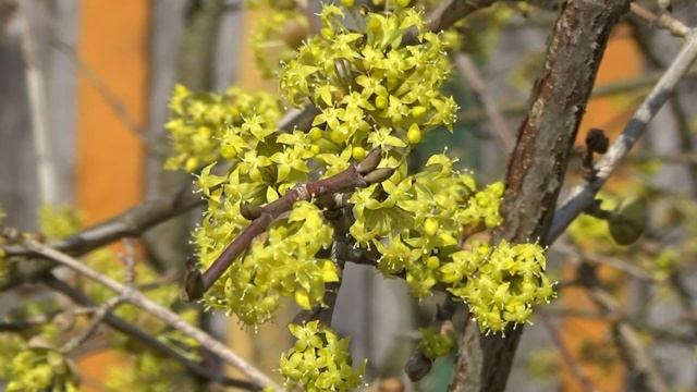 Цветение кизила. Север Беларуси __ Flowering Dogwood. North Of Belarus