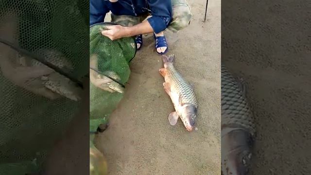 Сокрутовка , Ахтуба, 2020г. смотреть онлайн